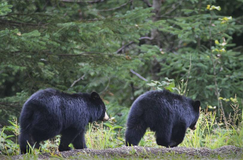 Bears_5568