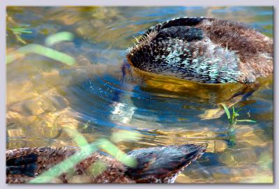 under-water-lunch