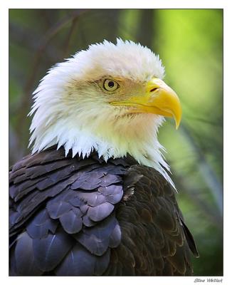 Bald Eagle 2