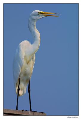 egret1.jpg