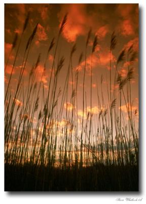 Reeds Sunset