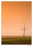 Lone Tree
