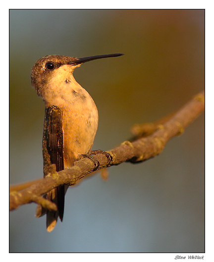 Hummer at Rest