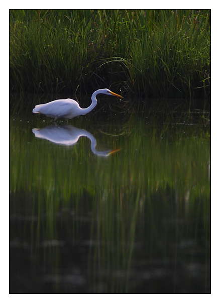 Egret Reflection