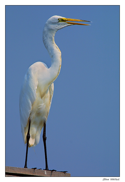 egret1.jpg