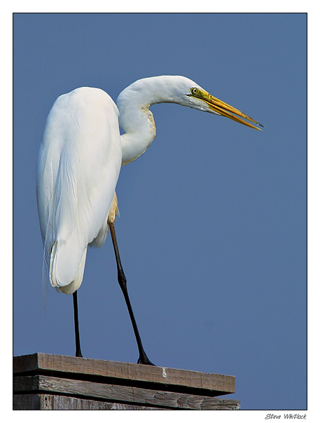 egret2.jpg