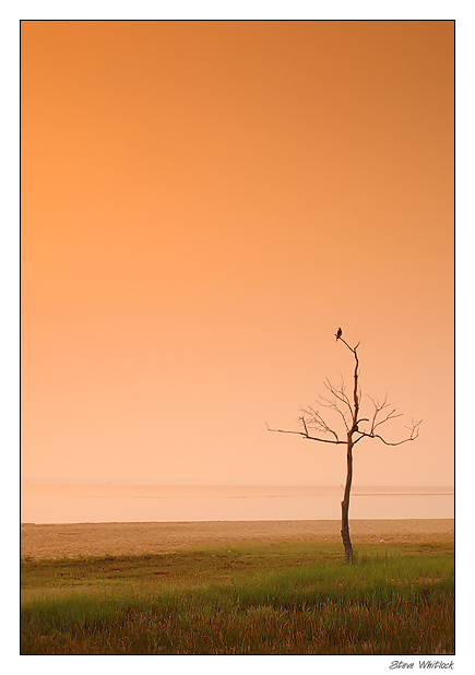 Lone Tree