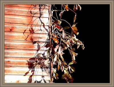 Clinging Vineby Bev Brink