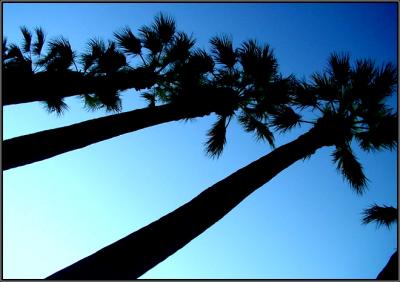 Palmzby Jon Mold