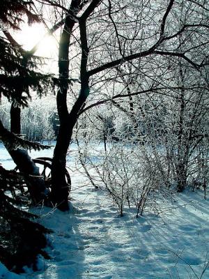 *Frosted Silhouettes* by canadian_ann