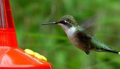 HummerBill Borne