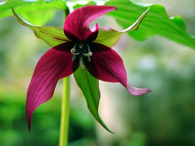 Trillium *by Rick Webb