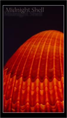 Midnight Shell   by ZoomBoy 