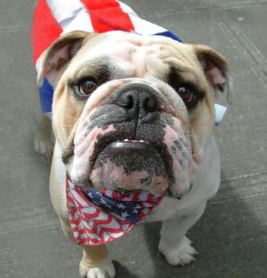 Patriotic Pooch* By Dave McMillan