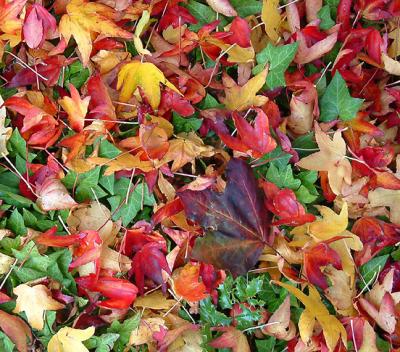 Transition Green--Red--Brown--Gone* By Dave McMillan