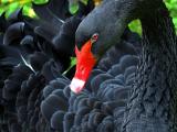10th place <b>Red Beak</b> <br><font size=2>by Klaus Wiese