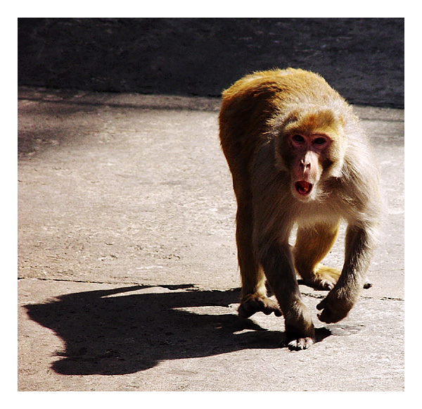 <B>Gonna Get Ya!</B><BR><font size=1>by Vikas</font>