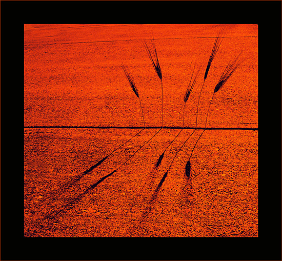 <br>Wheat Field Sunset<br><font size=1>by MFC ( for fun only- not for voting )</font></p>
