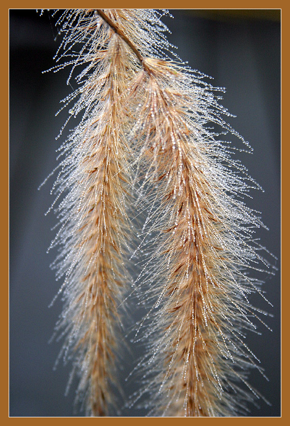 <B>Dewy Grass</B>*<BR><FONT size=2>by Ann Chaikin</FONT>