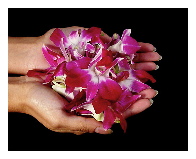 <b>Celebrating with Flowers</b><br><font size=2><i>by Vikas</i></font>