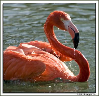 zoo_flamingo_DSC6056.jpg