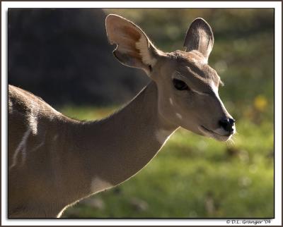 zoo_critter_DSC6070.jpg