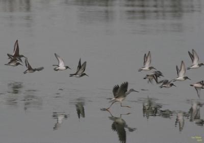 u19/sue_p/medium/36306251.1113dunlins1747.jpg