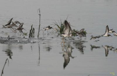 u19/sue_p/medium/36306312.1113dunlins1745.jpg