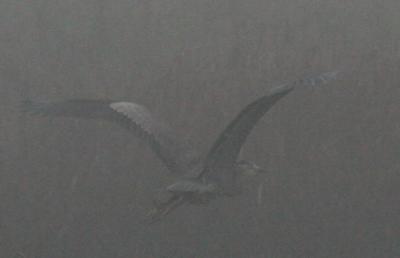 11-12 heron 1554.jpg