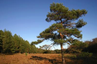 New Forest, Hampshire
