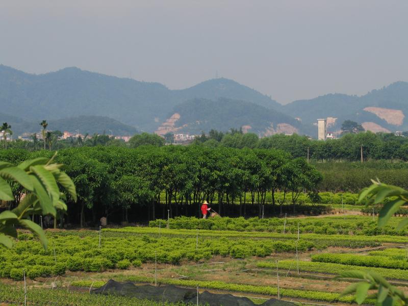 Panyu Nursery