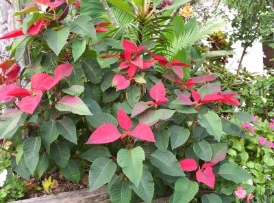 The poinsettia that survived the hurricane