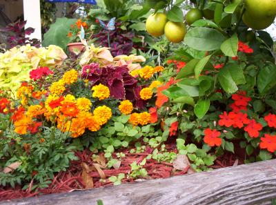 flower bed