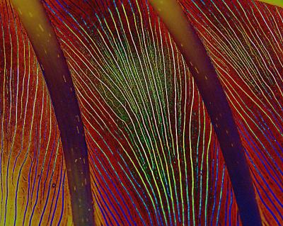 Abstract leaf