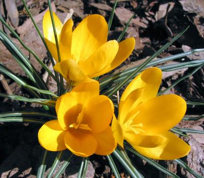 Yellow Crocus announcing springtime