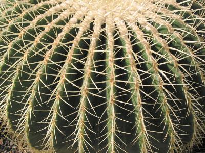 Barrel Cactus - symmetry in nature