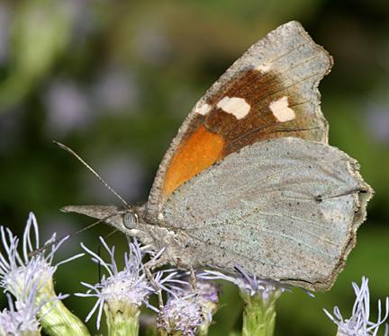 American Snout - Libytheana carinenta