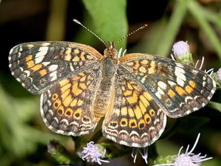 Phaon Crescent - Phyciodes phaon