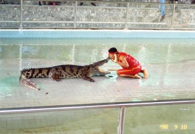 Croc Show in Thailand