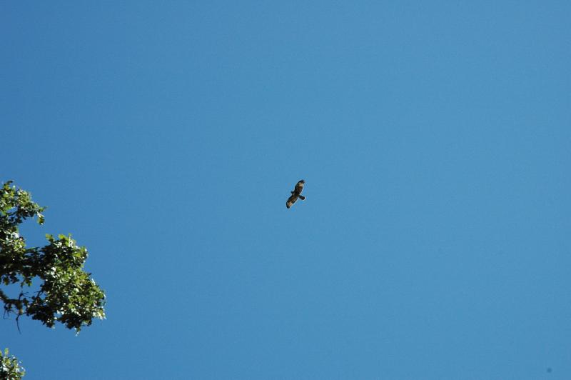 hawk