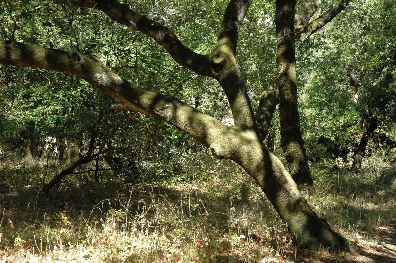 dappled tree