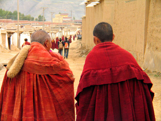 Two lamas