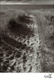 Blue Jay Trail Heading back to Lake Michigan  BW