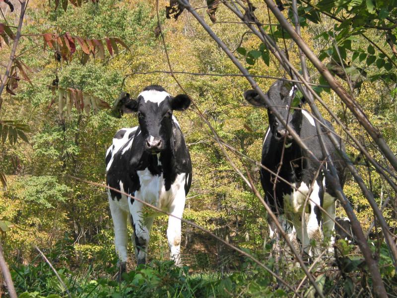 Two cows