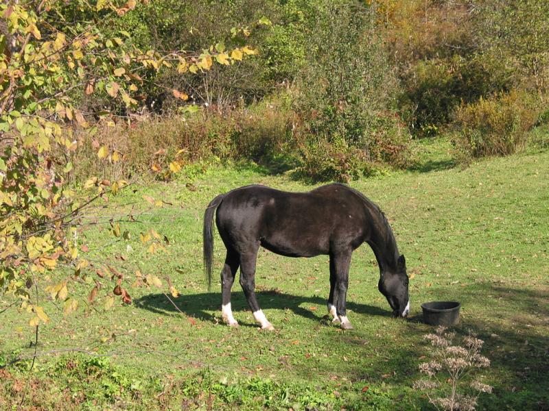 Black and white horse near the farm