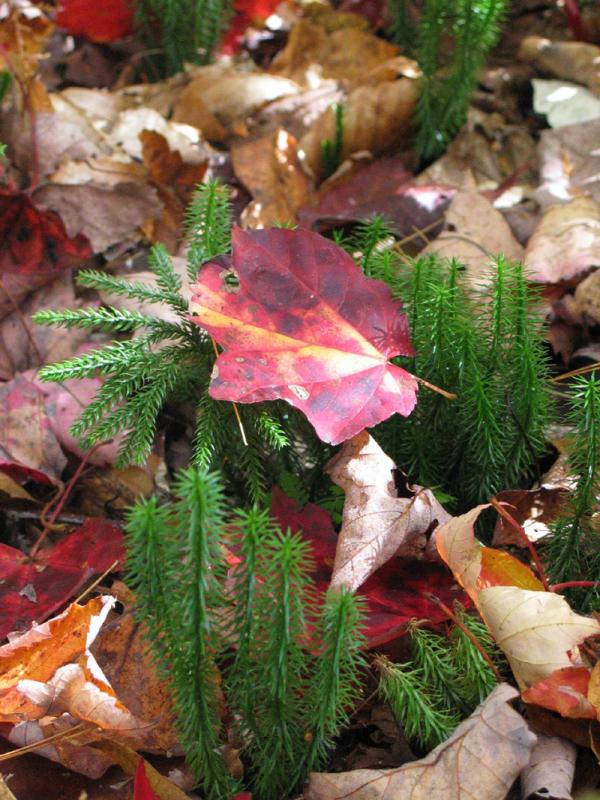 Red leaf and club moss