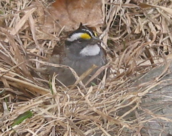 Whitethroated sparrow