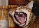 Ethel Big Mouth
