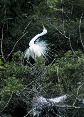 egret 5x7.jpg