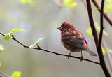 Rainy Day Purple Finch